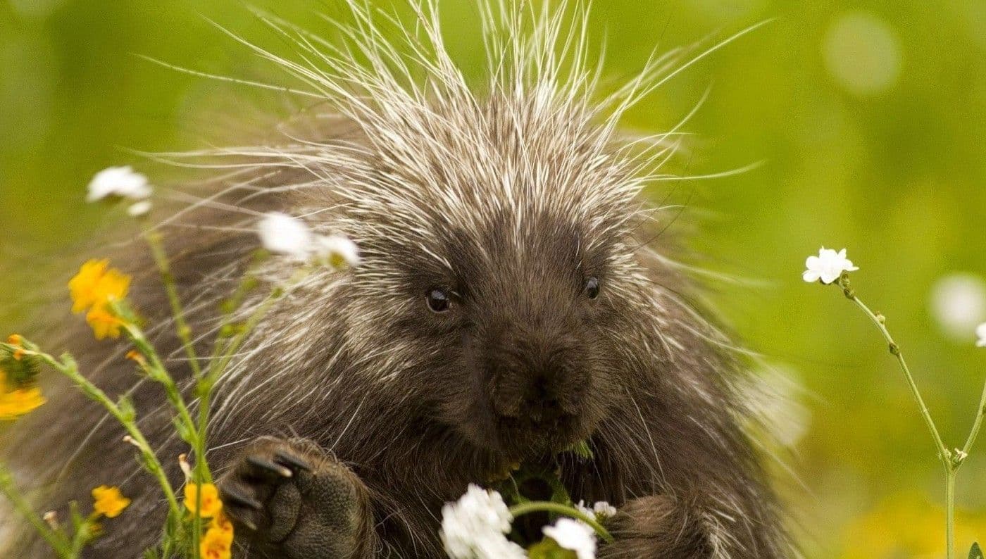 How to hug a porcupine: A Book Review.