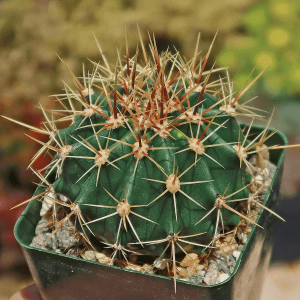 Red Barrel Cactus Care Guide