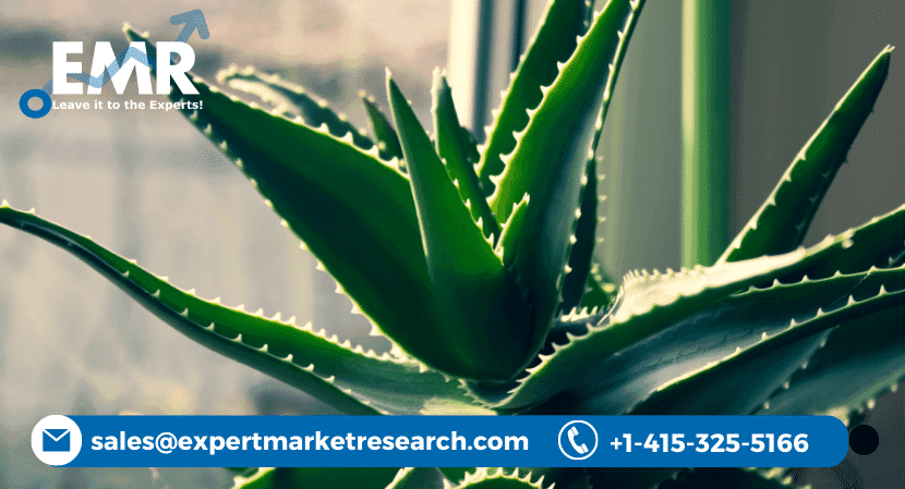 Aloe Vera Market Share, Size, Trends, Growth, Report and Analysis