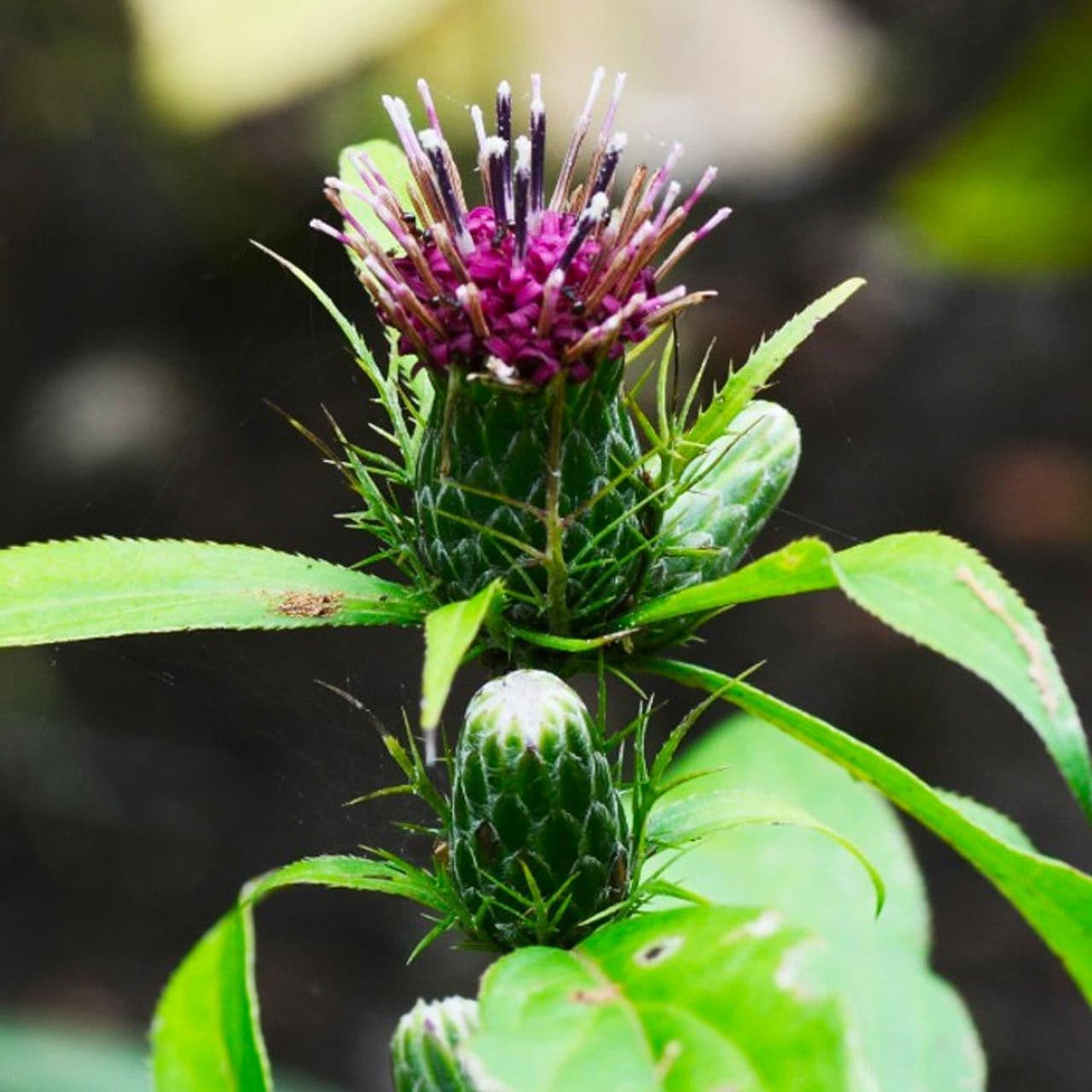 Atractylodes Macrocephala Bai Zhu Pfaf Plant Database