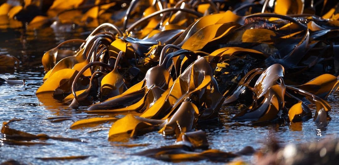 Predicted Growth for Global Seaweed Fertilizers Market , Expected