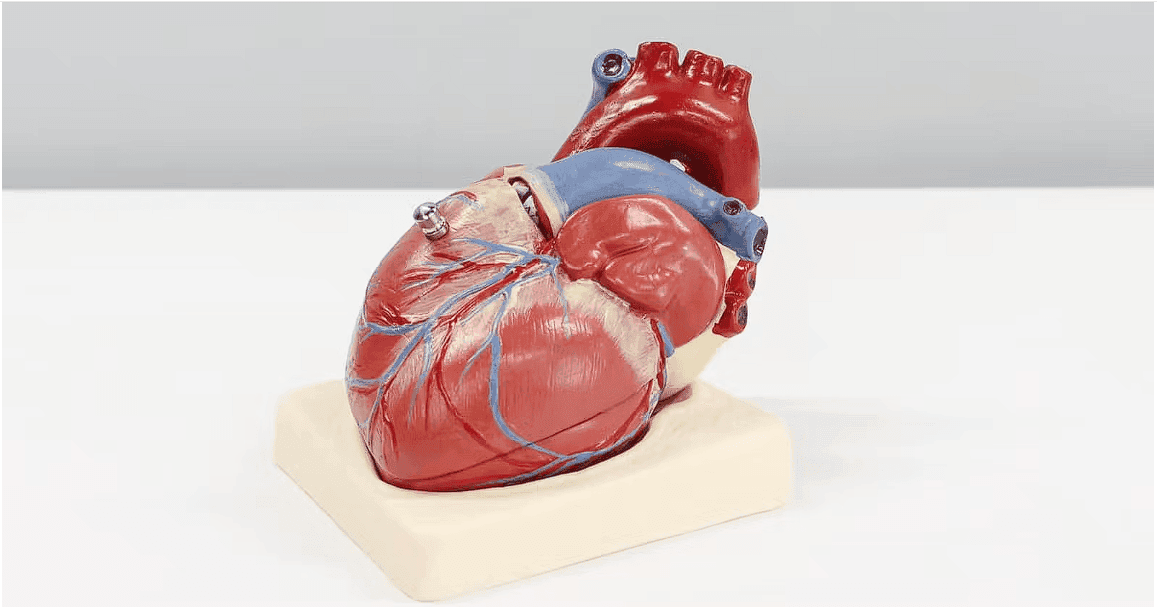 Causes, Symptoms, and Treatment for Congenital Heart Disease