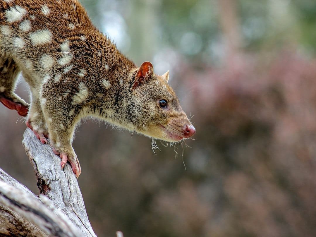 What Is a Possum?