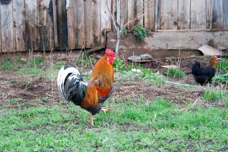 Do Roosters Fight Naturally: A Comprehensive Guide