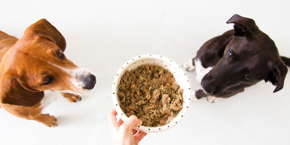 Detailed Project Report on Dog Food Manufacturing 2023-2028 
