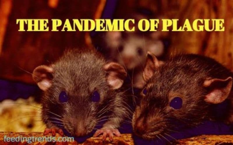 Plague: Types, Causes, Occurrence And Everything Else You Should Know