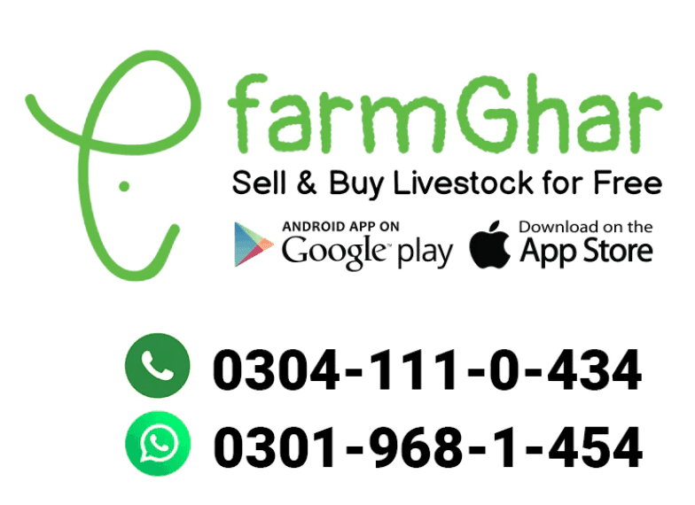 Get the Best Cow Price in Pakistan and Around the World 