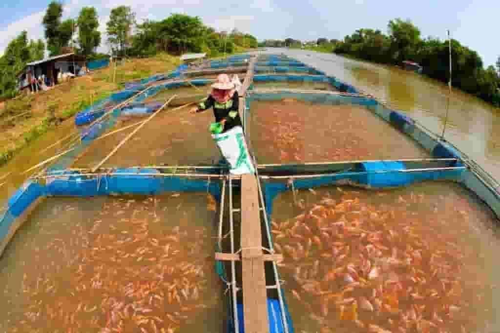 Fish Farming Manufacturing Plant 2023-2028: Plant Cost
