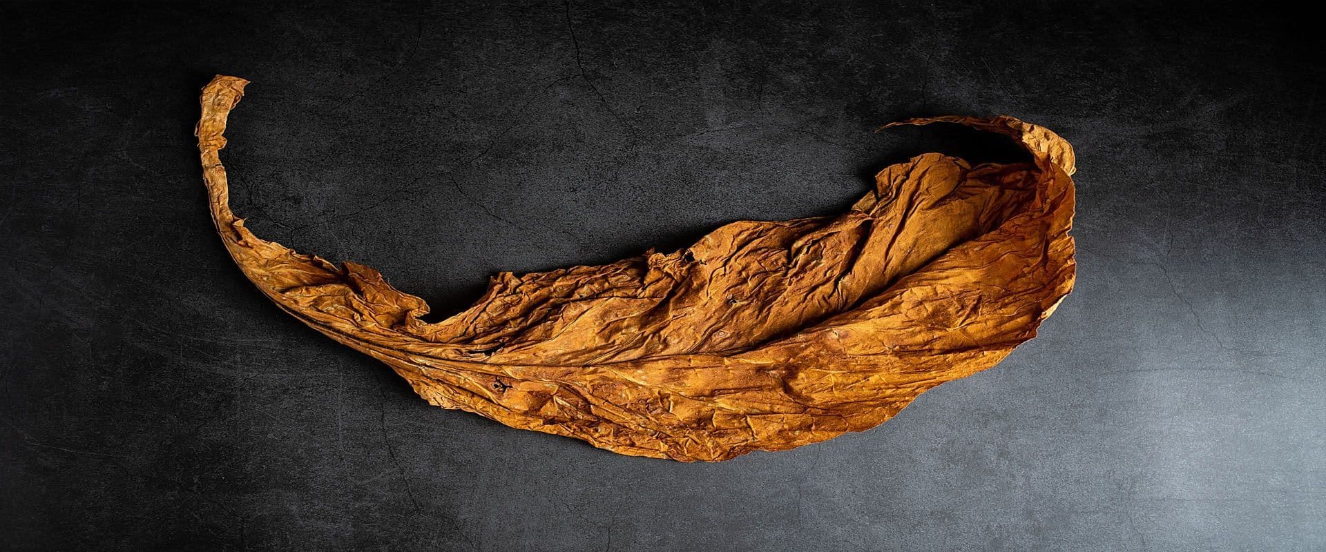 Fronto Leaf Unveiled: Exploring the Rich Heritage and Varieties