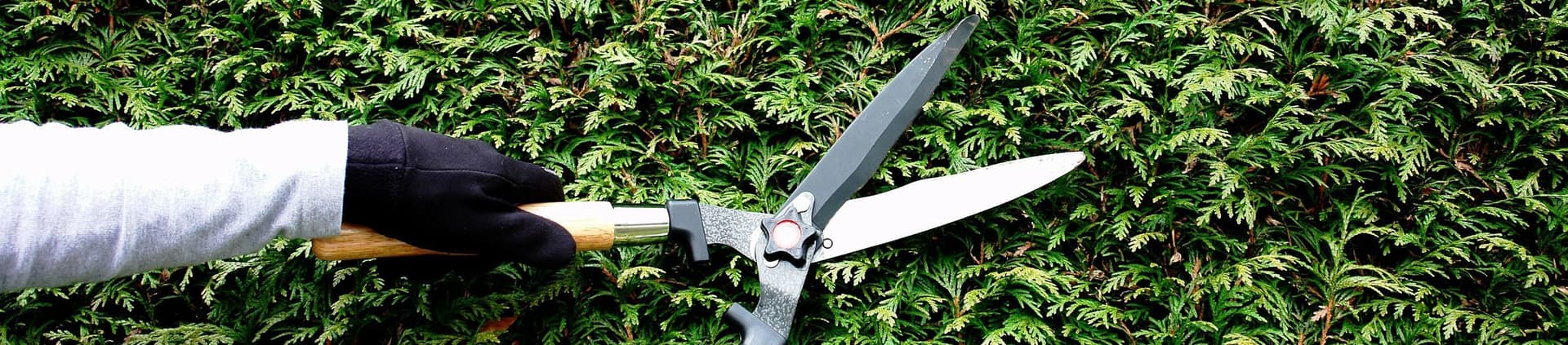 Nurturing Your Oasis: Unveiling the Essence of Garden Aftercare