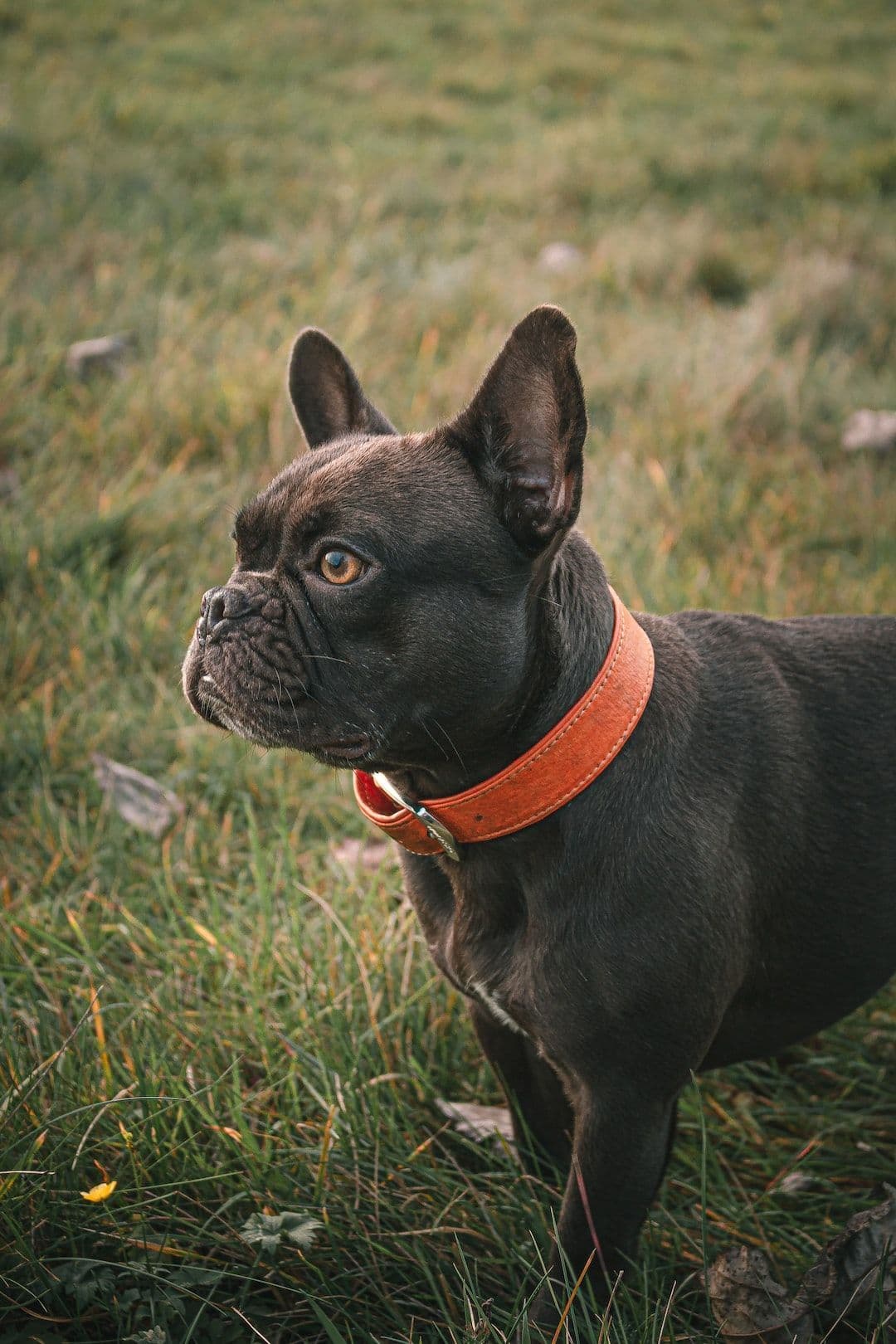 Beyond Fashion: Unleashing the World of Dog Collars