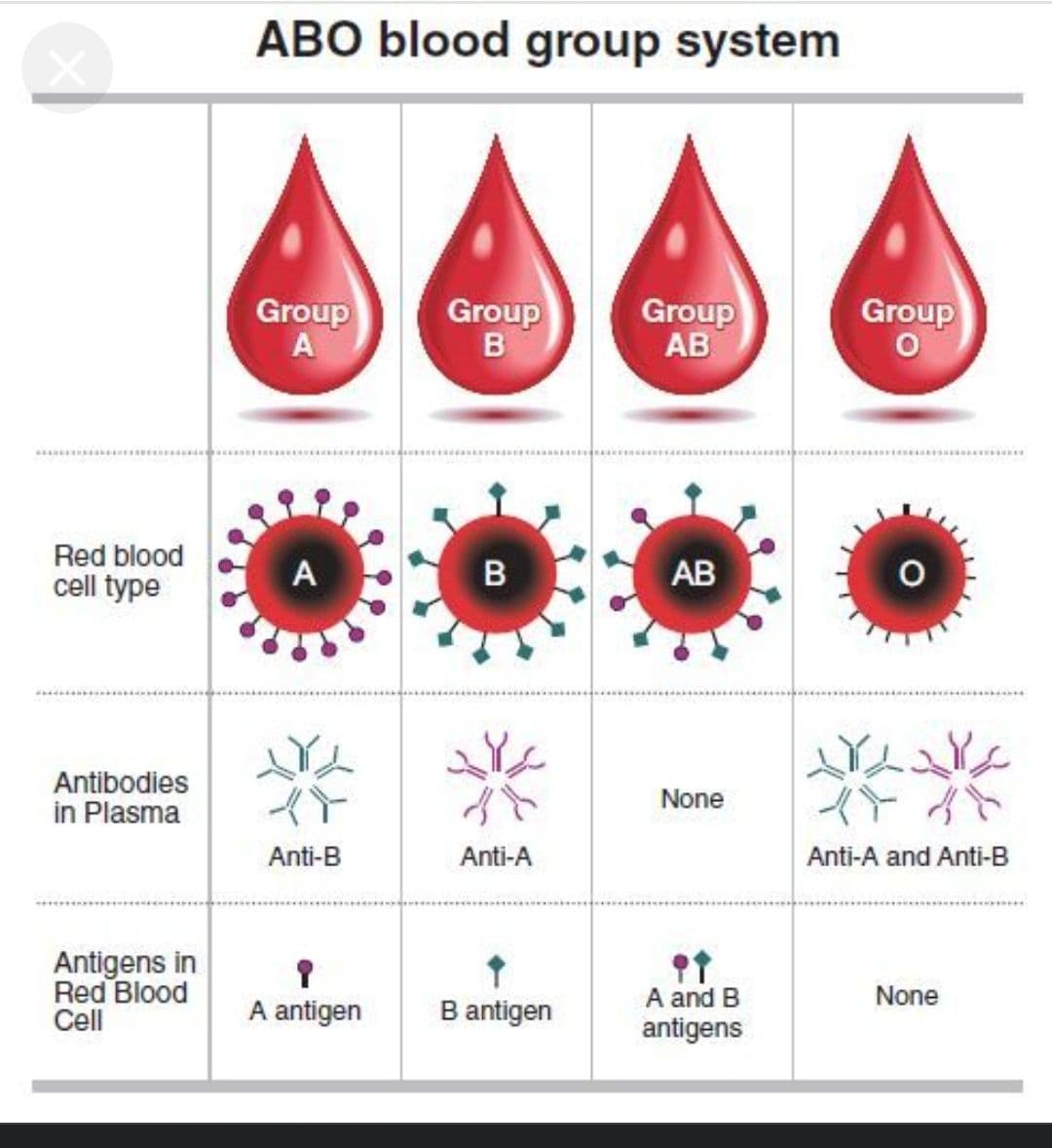 BLOOD GROUPS