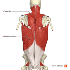 Pain-Free Living: Muscle Relaxation and Recovery Tips