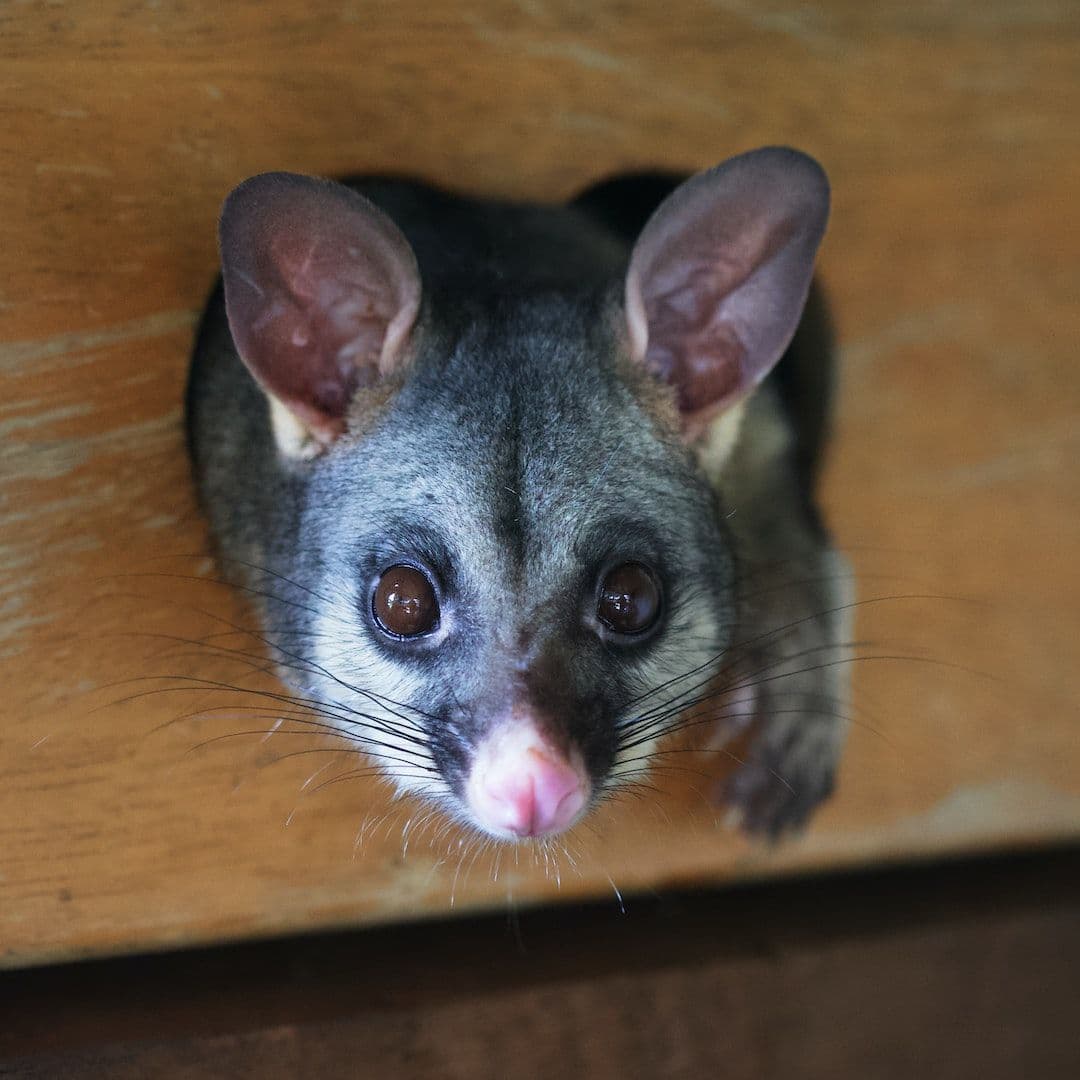 The Hazards of Possums: Health Risks and Safety Concerns