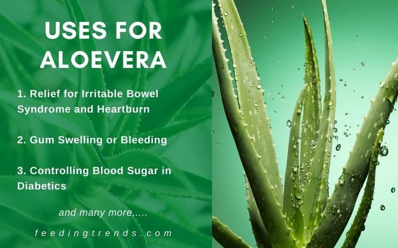 4 Amazing Uses For Aloe Vera Alongwith With It's Risk & Consequences