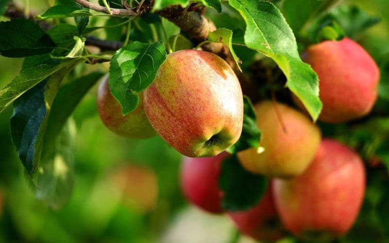 31 Apple Varieties Found in the World Which Are Juicy Enough To Lure You