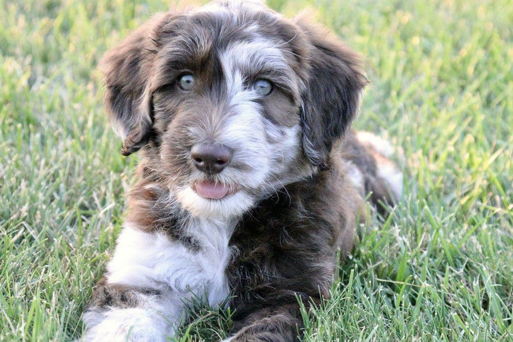 Aussiedoodles for Sale: Your Guide to Finding the Perfect Puppy