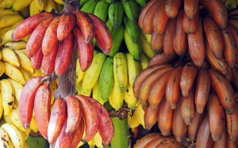 30 Bananas Varieties Cultivated Through Different Countries In The World