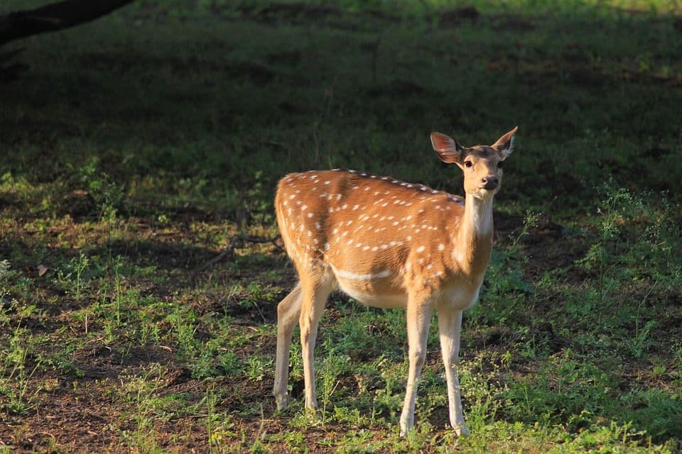 544 Wildlife Sanctuaries In India: Your Guide To Every State