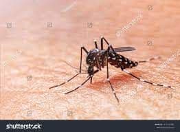 Dengue Fever  Treatment ,Symptoms, Diagnosis, 