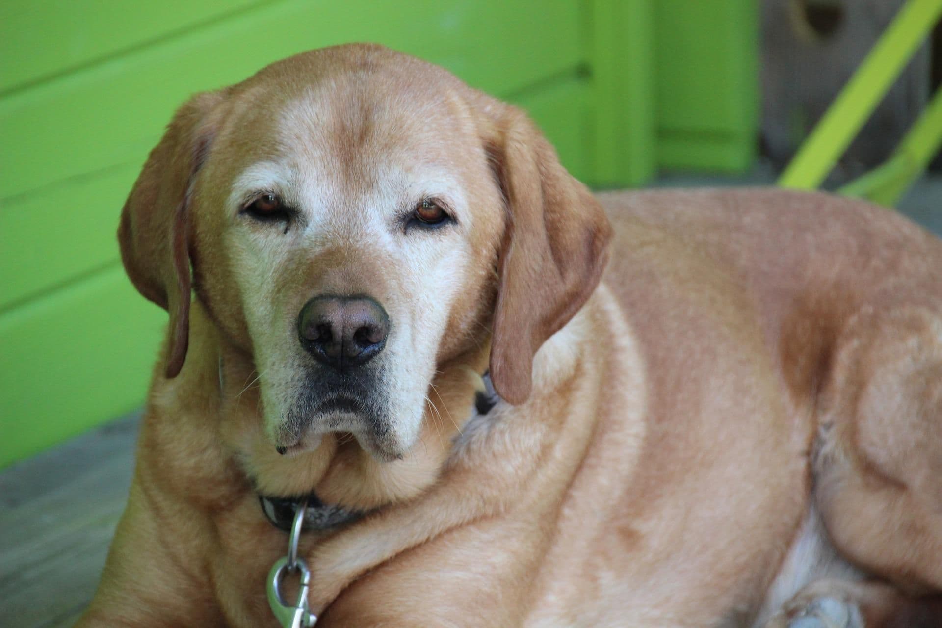 5 Tips for Grooming Your Senior Dog Safely