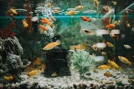 The Pros and Cons of Different Aquarium Substrate Materials