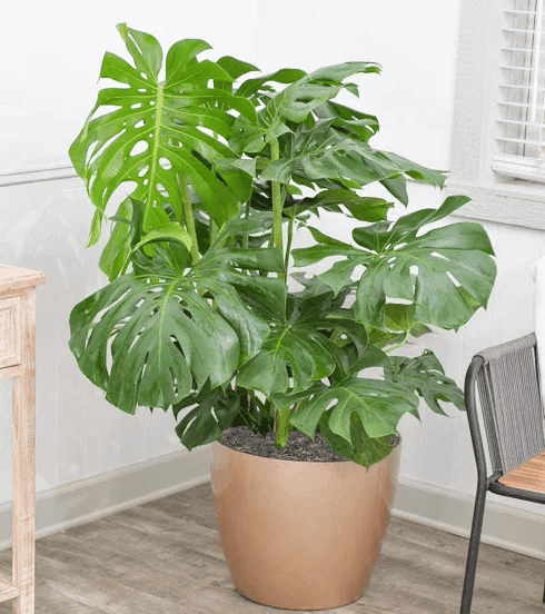 How to Make Your Monstera Deliciosa's Leaves Grow Bigger?