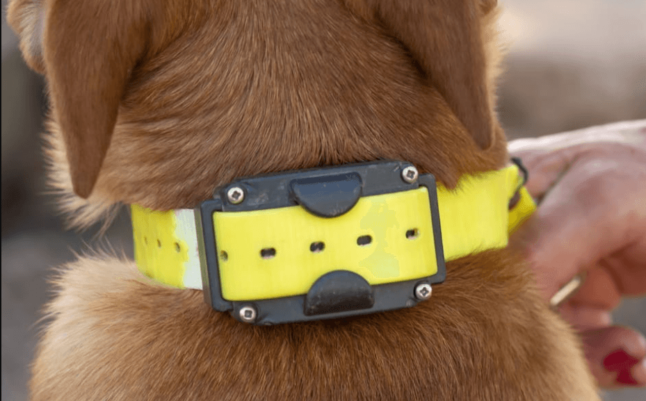 5 Advantages of E-Collar Training for Dogs You Must Know