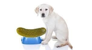 Can Dogs Eat Pickles: Understanding the Risks and Benefits