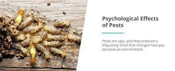 The Effects of Pests on Your Health and Well-Being
