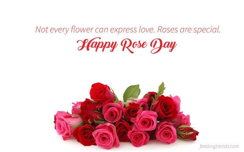 35 Rose Day Quotes To Start Valentine’s Week On A Sweet Note