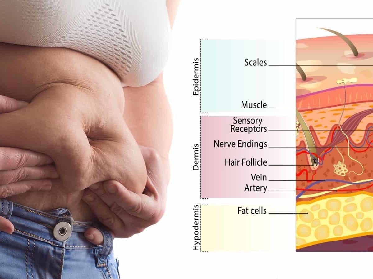 How Weight Loss Happens