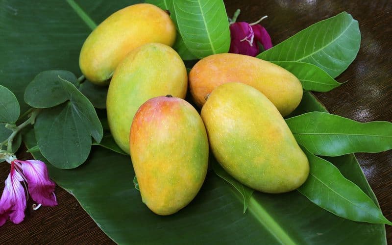 30 Indian Mango Varieties Which You Must Try To Eat Once In Your Life