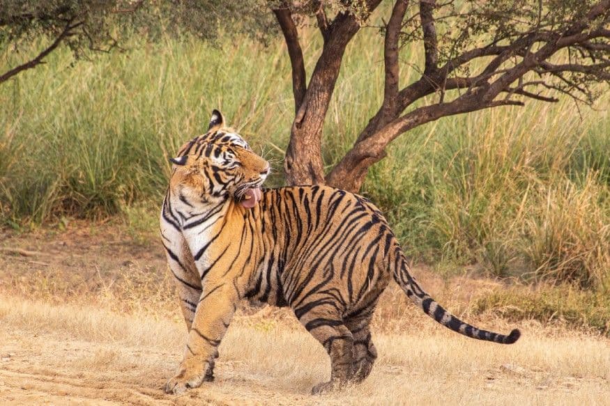 Majestic Tigers of Ranthambore, Rajasthan
