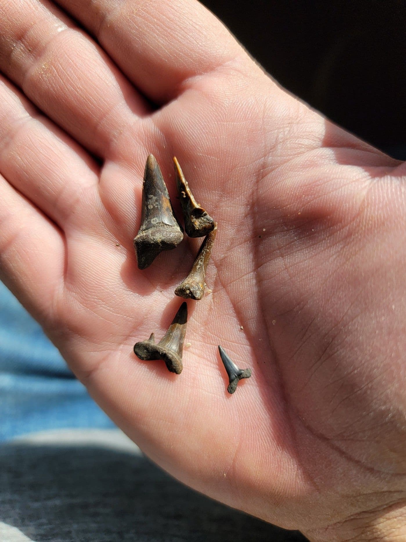 Post Oak Creek Fossil Shark Teeth Hunting