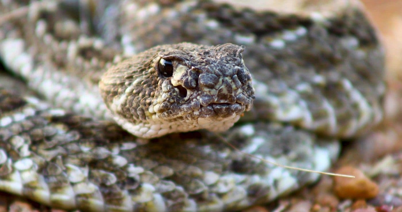 My First Time Filming a Western Diamondback Rattlesnake.