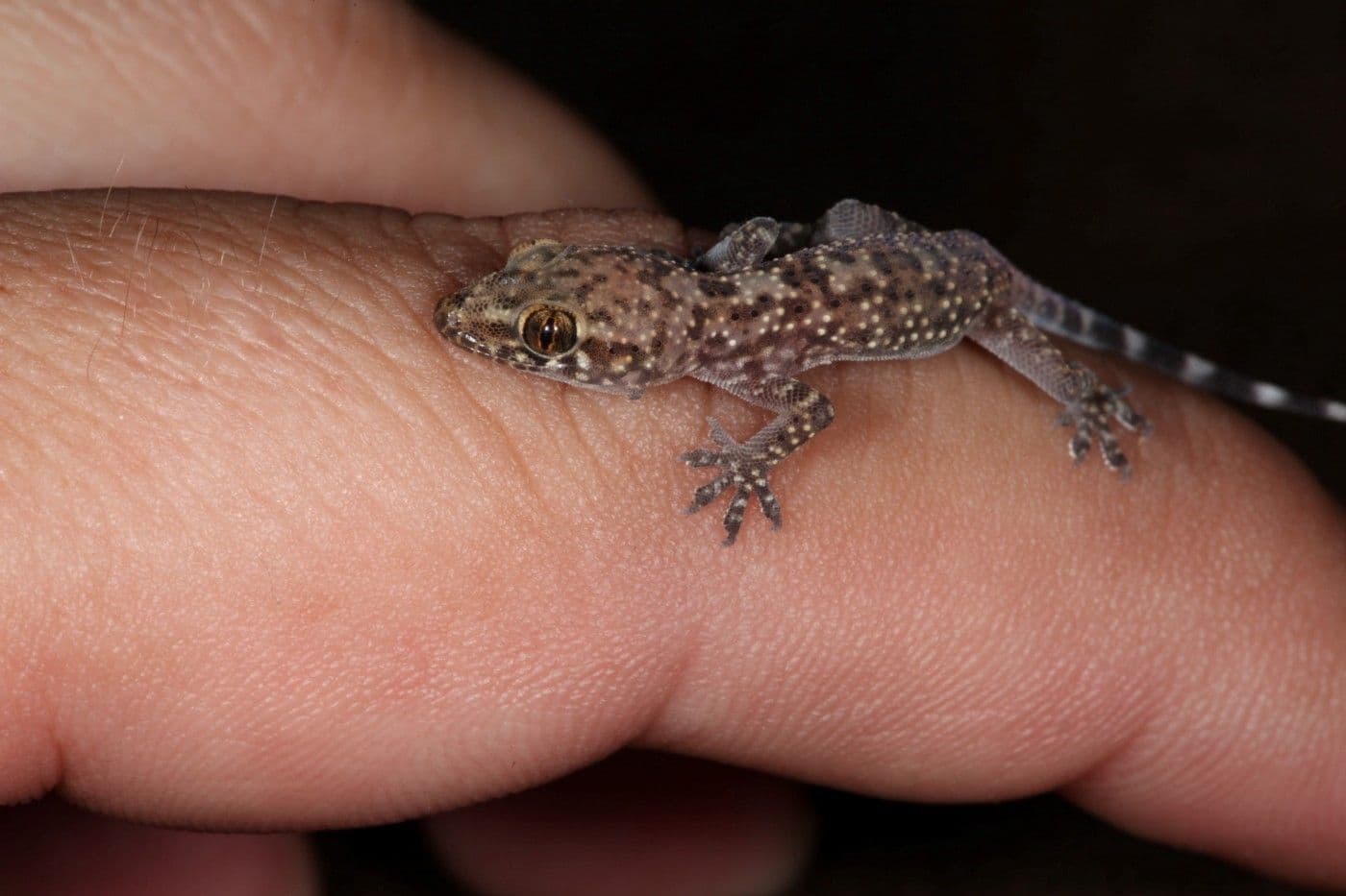 Mediterranean Gecko