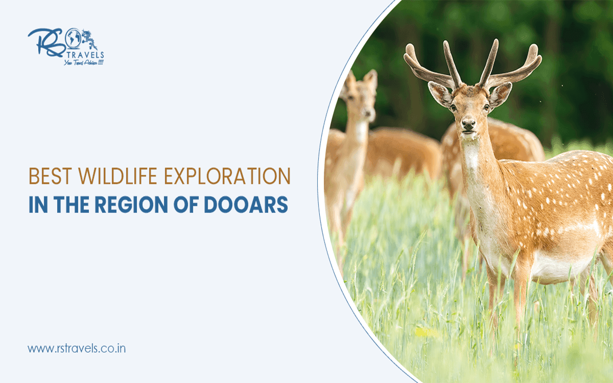 Best Wildlife Exploration in the Region of Dooars