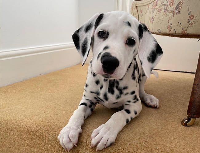 Here Are 6 Amusing Facts About Dalmatians