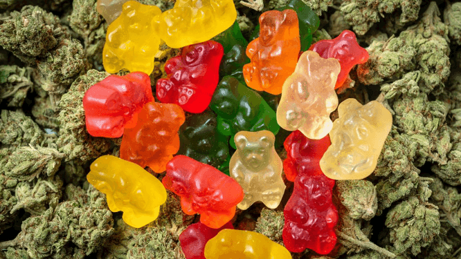 Acv Keto Gummies Canada