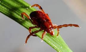 Alkhurma Hemorrhagic Fever Treatment Market Overview: Industry