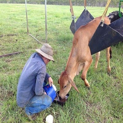 Bovine Ephemeral Fever Vaccines Market Size, Industry Trends 2031