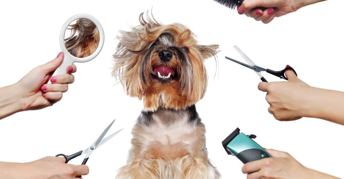Brazil Pet Grooming Products Market Size, Trends, Report 2028