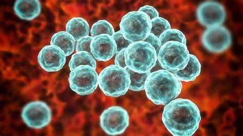 Chlamydia Infection Diagnostics Market | Global Industry Analysis