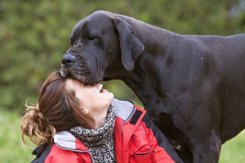Top 5 Dog Breeds for Therapy Dog Training