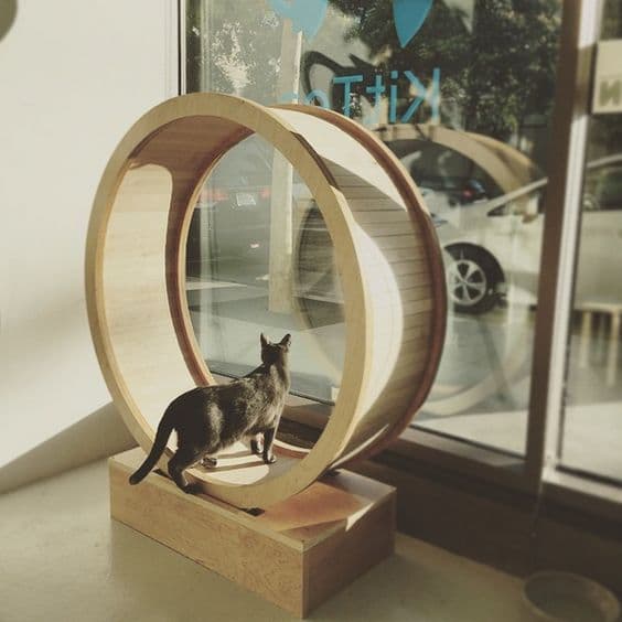 How to Make Your Kitten Aware With Cat Wheels
