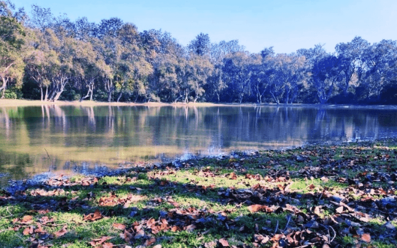 10 Medicinal Plants Used For Rejuvenation And Immunity Booster