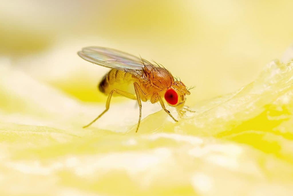 6 Easy Ways to Keep Fruit Flies Out of Your Bathroom