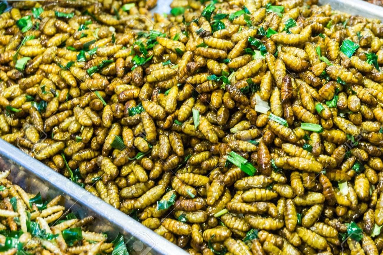 Insect Alternative Protein Market Report 2021-2028