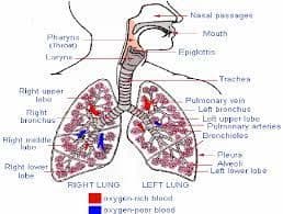 Pulmonary Drug Delivery Systems Market Trends & Growth Outlook